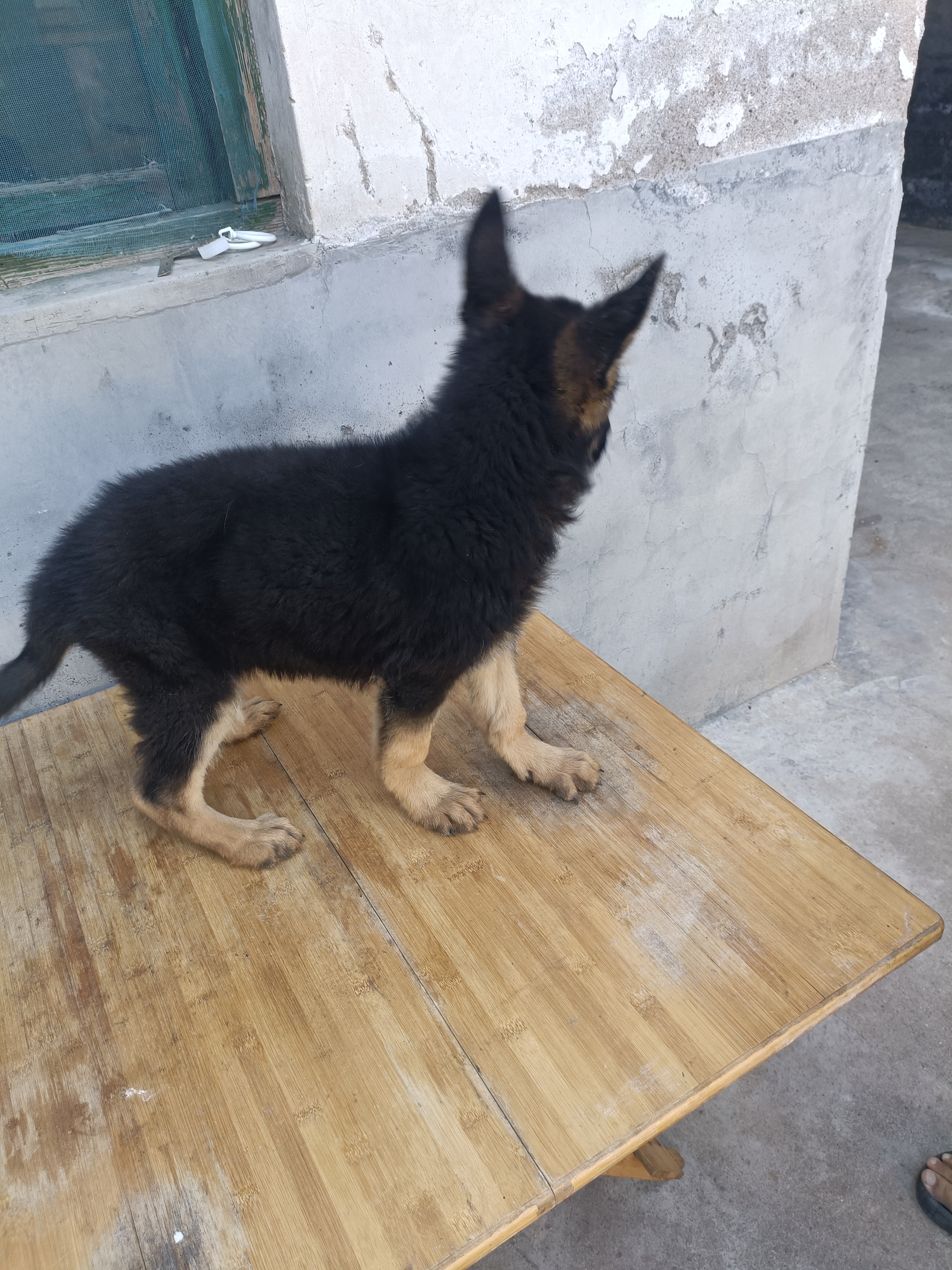 德国牧羊犬